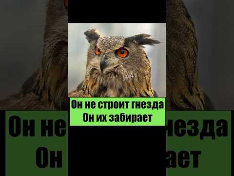 #филин #ночнойхищник #птицаночи #дикойприроды #совиныйвзгляд #охотниквтемноте #животные #хочуфакты