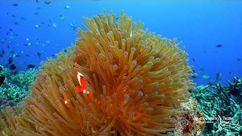 Clown Fish Swimming Around an Anemone