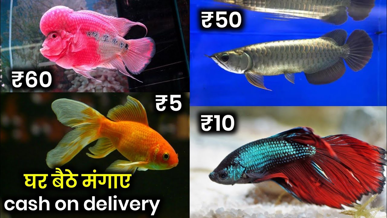Aquarium fish market Galiff street pet market kolkata west bengal, Cheapest fish market in