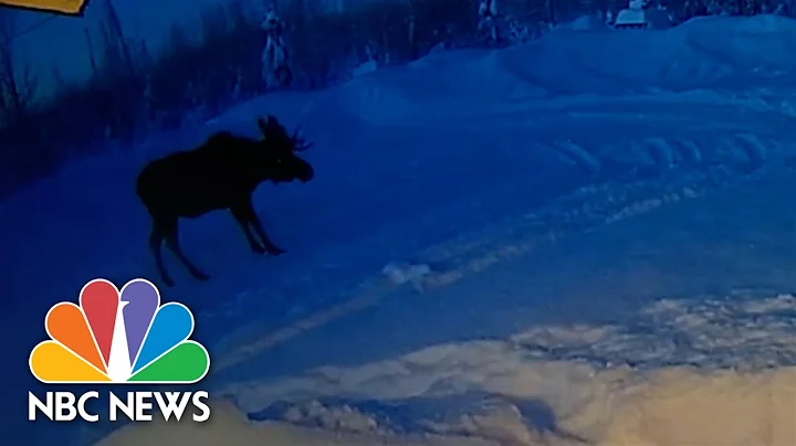 WATCH: Doorbell Video Shows Moose Shedding Its Ant...
