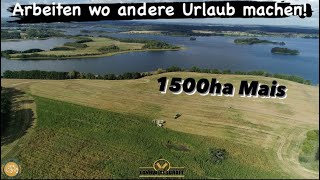 Arbeiten Wo Andere Urlaub Machen! Agrarservice-Mv In Der Maisernte Claas Jaguar 990 Tt Maishäckseln