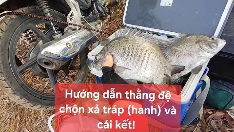 Hướng dẫn ae chộn xả  dụ cá tráp (cá hanh) và cái kết ae đi nhảy đầm trả hàng 