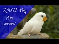 INU Vlog 22 - Aseo personal (Agapornis roseicollis)