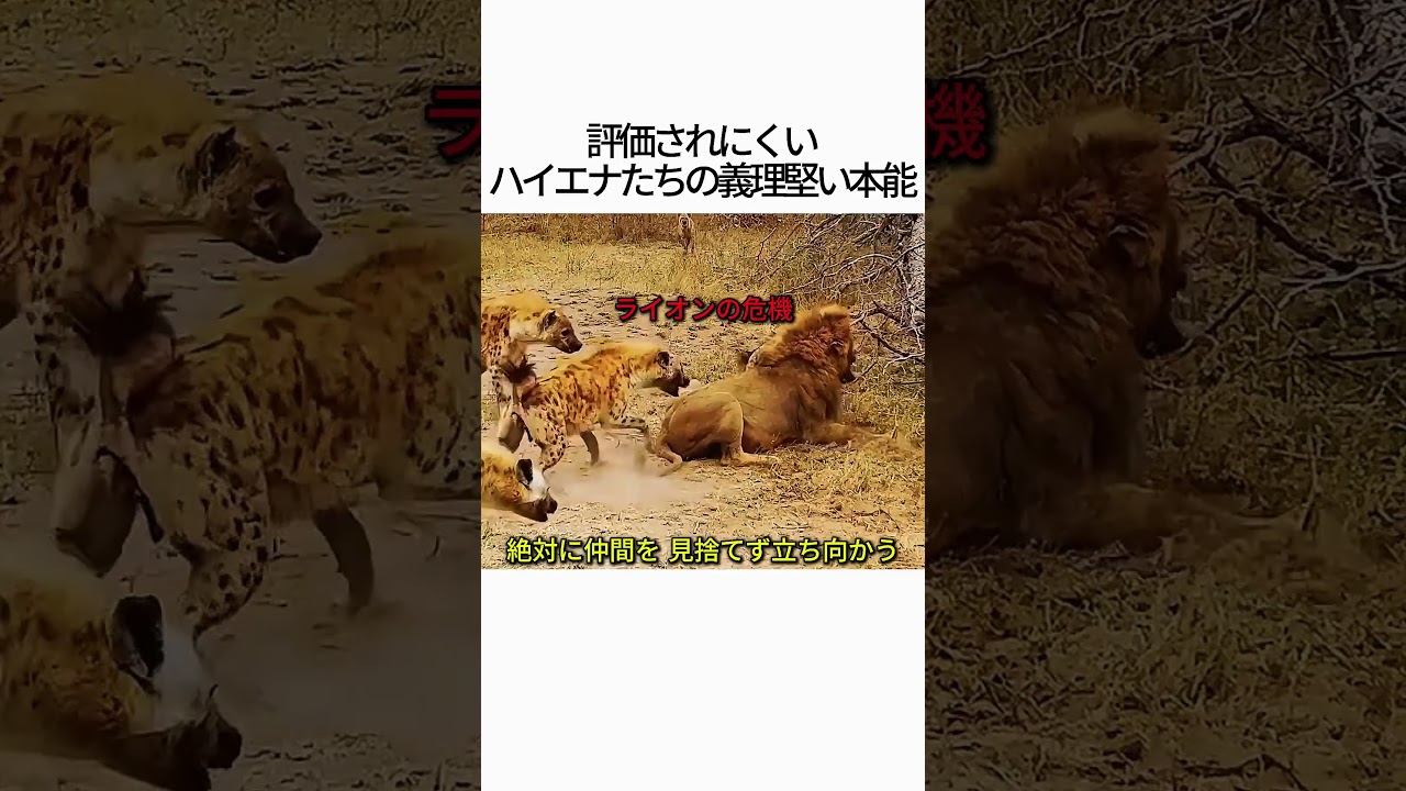 評価が一変する？百獣の王ライオンに立ち向かうハイエナの本気
