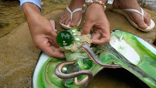 👉🐍😱 Beauty and Snake Fight! Found green mutated giant clams in the wild and extracted large pearls 💎
