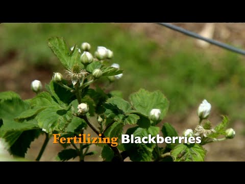 Video: Sådan befrugtes brombær: Information om fodringskrav til brombær
