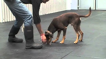 Teaching Your Dog to Drop Food, Toys and other objects from their mouth
