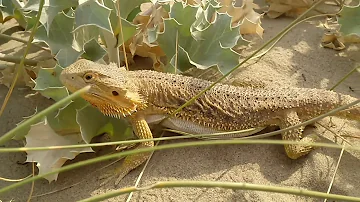 ¿Cuál es la esperanza de vida de un dragón barbudo?