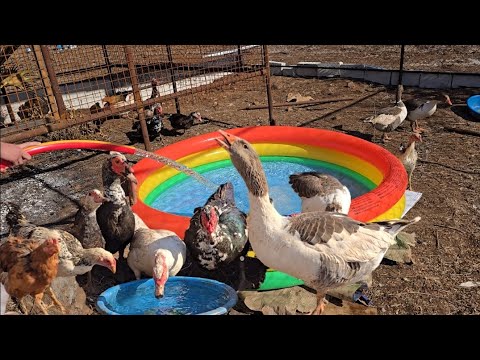 اليوم زرعت الخس و نقلت الدجاج على البيت الجديد شوفو فرحتهم بحوض السباحة