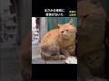 野良猫を助けたが3日後に子猫が亡くなった #保護猫 #泣ける話