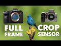 The Best Bird Photography Camera: Full Frame or Crop Sensor, Canon or Sony? | Beginner Tips