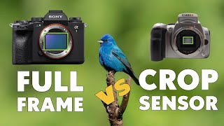 The Best Bird Photography Camera: Full Frame or Crop Sensor, Canon or Sony? | Beginner Tips