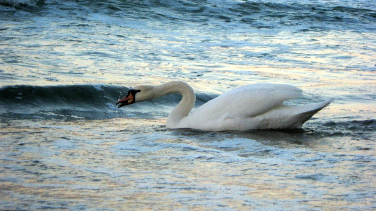 Лебедь и море 🦢