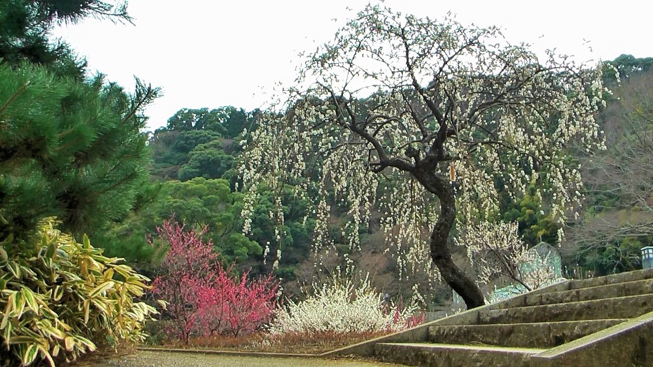 静岡　熱海梅園　　with music