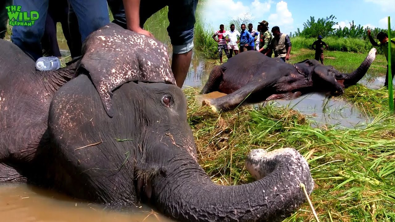 A Sick Elephant Gets Medical Attention: Wildlife deserve the best too - YouTube
