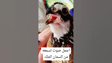 أجمل صوت تسمعه من السمان الملك The Most Beautiful Sound You Hear From The King Quail 