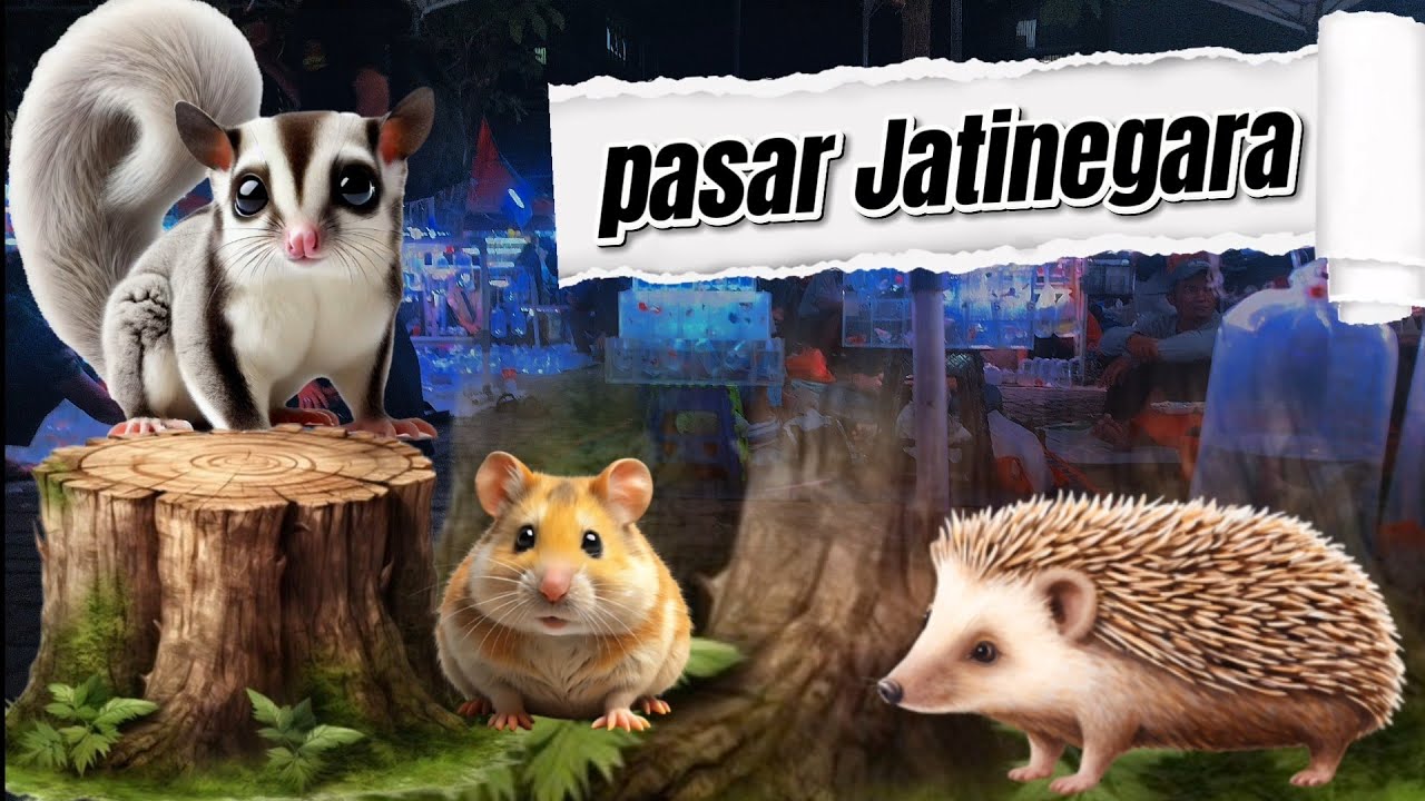 CEK HARGA SUGAR GLIDER DAN LOUHAN DI PASAR JATINEGARA 