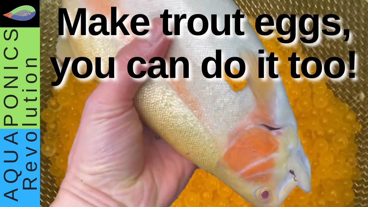 Harvesting Trout Caviar in Aquaponics