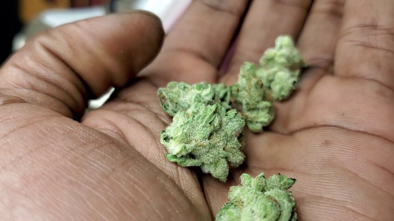 Kush & Kiccs Ep#5 Paradise Waits & Travis Scott Jordan 1 High Blacclight Edition!!