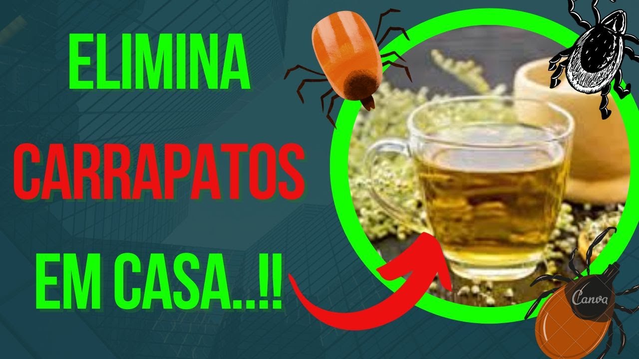 COMO ELIMINAR OS CARRAPATOS DO QUINTAL COM PRODUTO CASEIRO ACABAR COM ...