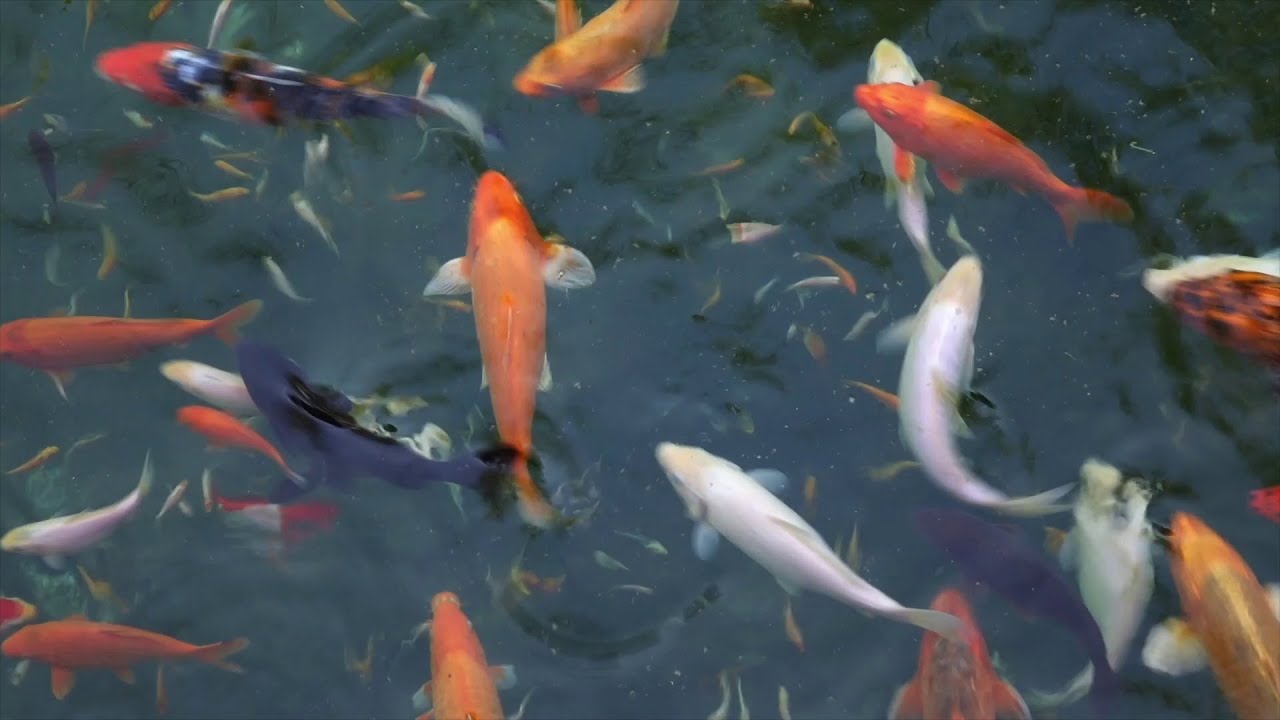 Koi Fish in Wastewater Treatment