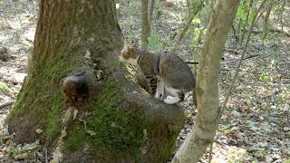 Funny Cat Finds an Interesting Hole in a Tree