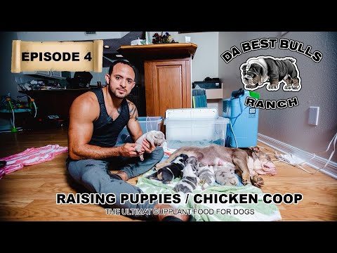 Episode 4 - Raising Puppies, our Chicken Coop, ultimate supplement dog food