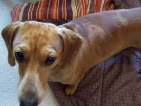 Talking mini Dachshund "Dash" - YouTube