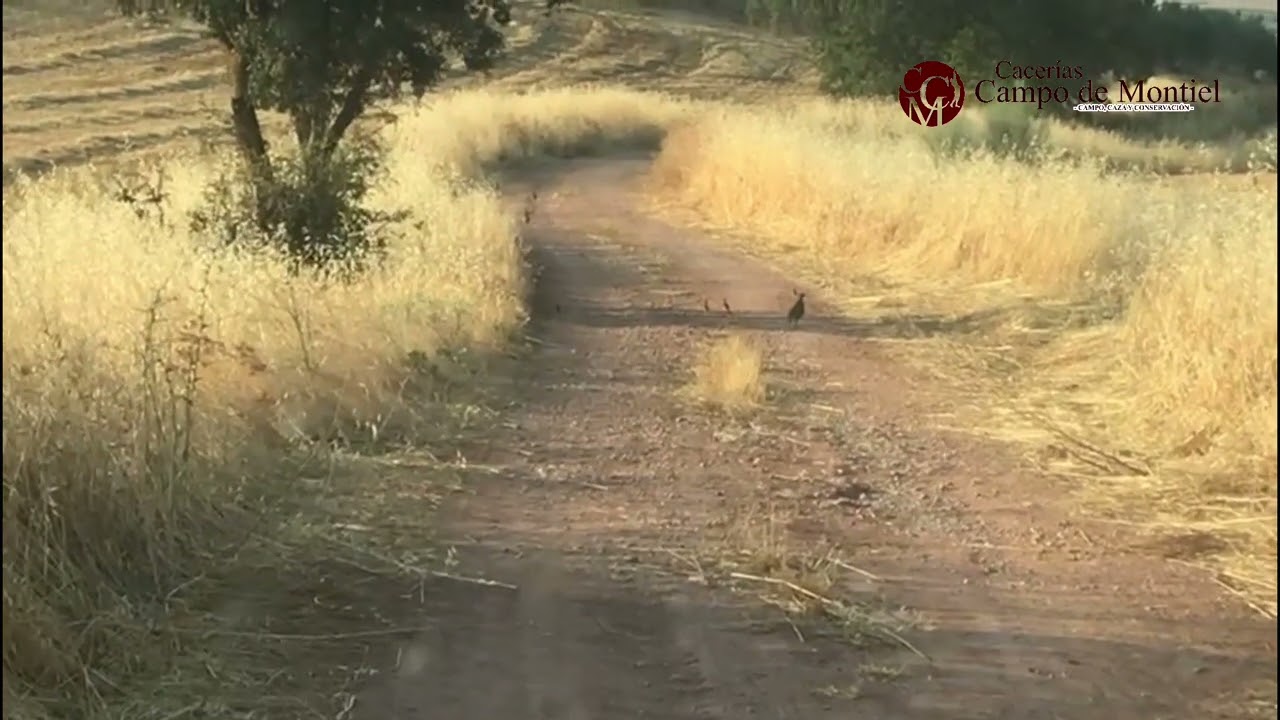 PERDIZ ROJA AUTOCTONA EN VILLANUEVA DE LOS INFANTES, CIUDAD REAL