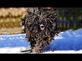 Most ILLEGAL Dog Breeds In The World! (part 2)