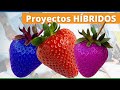 ¿Por qué los Proyectos HÍBRIDOS son la Nueva TENDENCIA? 👀 BENEFICIOS de los Proyectos HÍBRIDOS