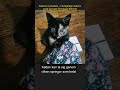 Kattens nyckelben – hemligheten bakom smal-springor-förmågan #Shorts
