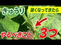 【きゅうり】暑くなったらこの3つだけはやってください