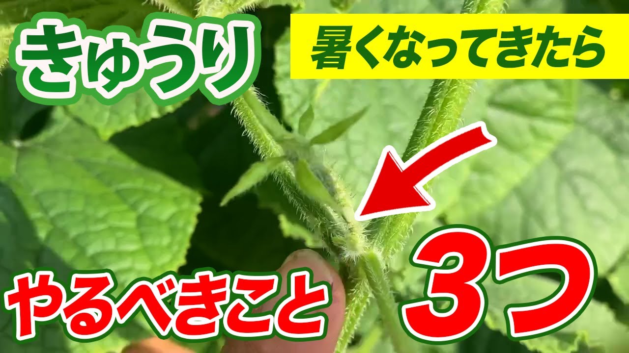 暑くなったらこの3つだけはやって」 農家直伝・キュウリ栽培の“意外な