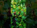 #rain #4000watchtime #flowers #naturelovers #jalanyangjauhjanganlupapulang #alam #sehabishujan#vibes