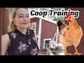 Coop Training, Teaching Chickens to Lay and Sleep in the Coop