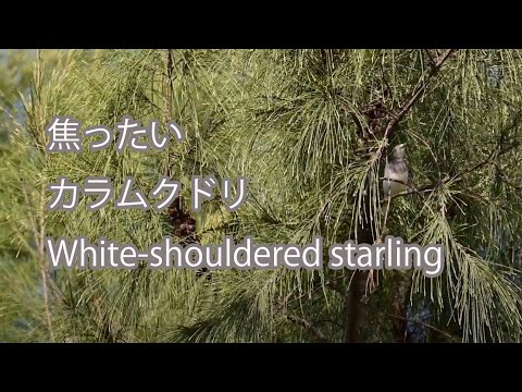 【焦ったい】カラムクドリ  White-shouldered starling