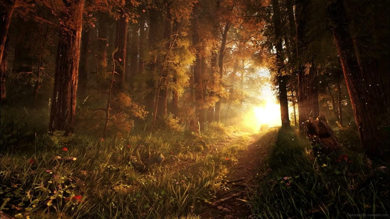 Live Wallpaper Landscape HD/4K - Autumn Forest - YouTube