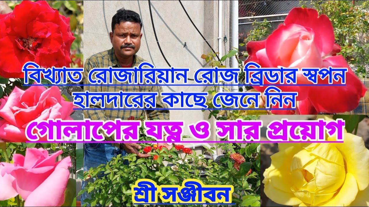 রোজারিয়ান স্বপন হালদারের কাছে জেনে নিন গোলাপের যত্ন ও সার প্রয়োগ||Rose Care Tips||Swapan Haldar||