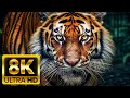 WILD NATURE - 8K HDR (60FPS) ULTRA HD - With Natural Sounds (Colorfully Dynamic)