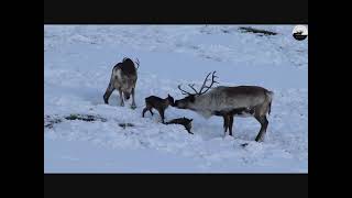 Отел оленей родовой общины &quot;Кочевник&quot; // Calving deer of tribal community &quot;Kochevnik&quot;