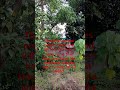 Birds Sound