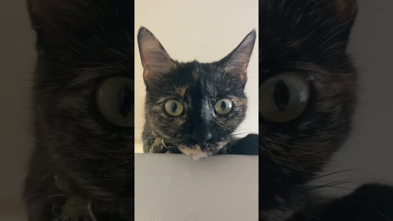 A tortoiseshell cat!! 💜 
