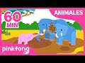 Hakuna Matata y más canciones de animales para niños | +Recopilación | Pinkfong Canciones Infantiles