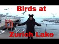 Birds at the Zurich Lake