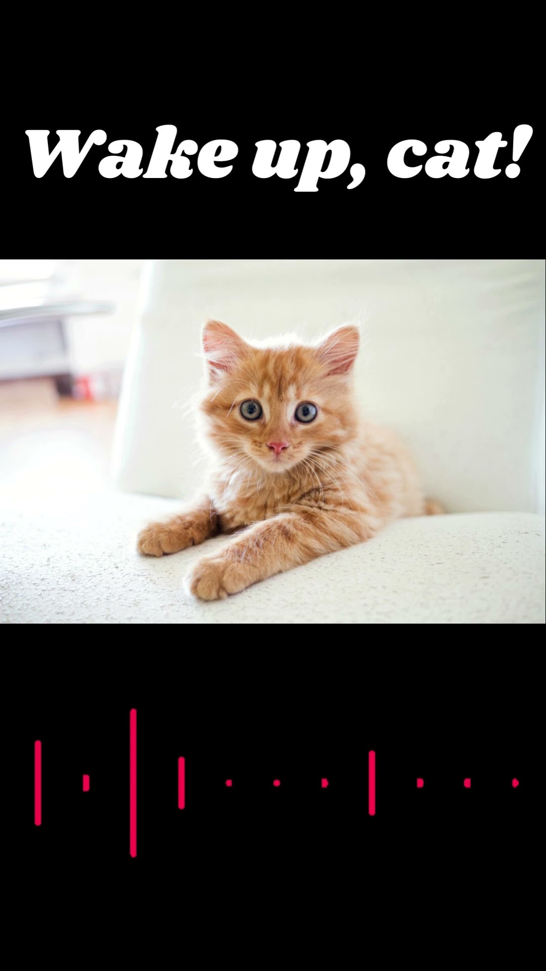 The Best Alarm Sound To Wake Up Cat YouTube The Best Alarm Sound To Wake Up Cat YouTube