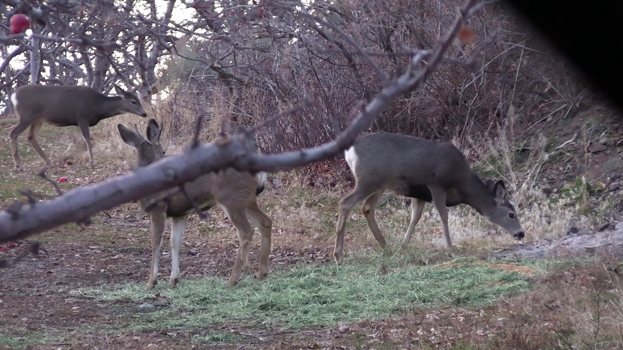 mule deer hunting 2019