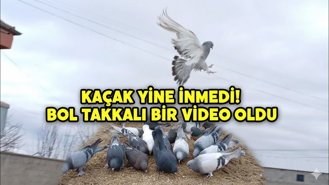 KAÇAK KUŞU YİNE İNDİREMEDİM🥶😱PART 2 