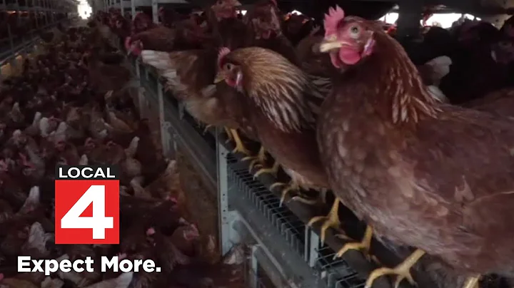 Here’s why experts say it’s been record breaking season for bird flu in US