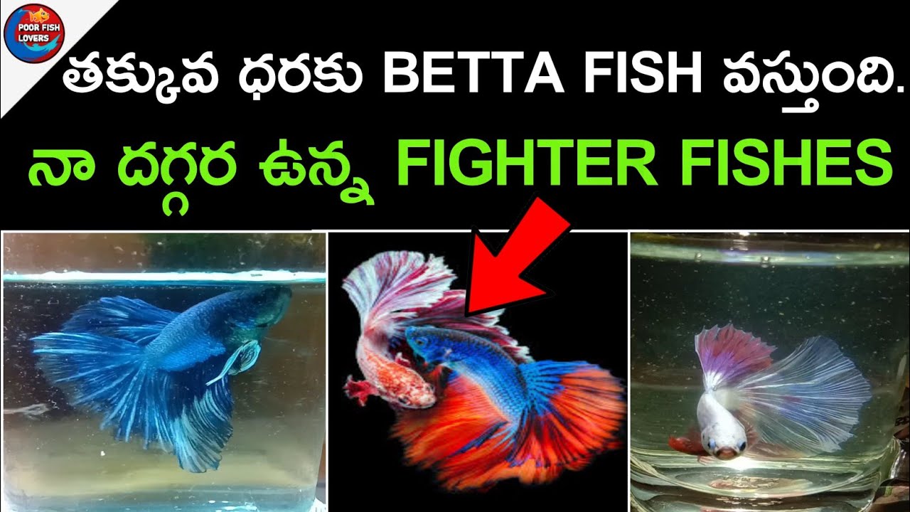 betta fish collection betta fish in telugu betta fish collection in